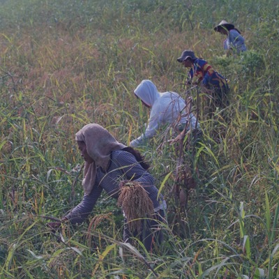 Reviving indigenous agroecology in the Philippines: “Sulagad”